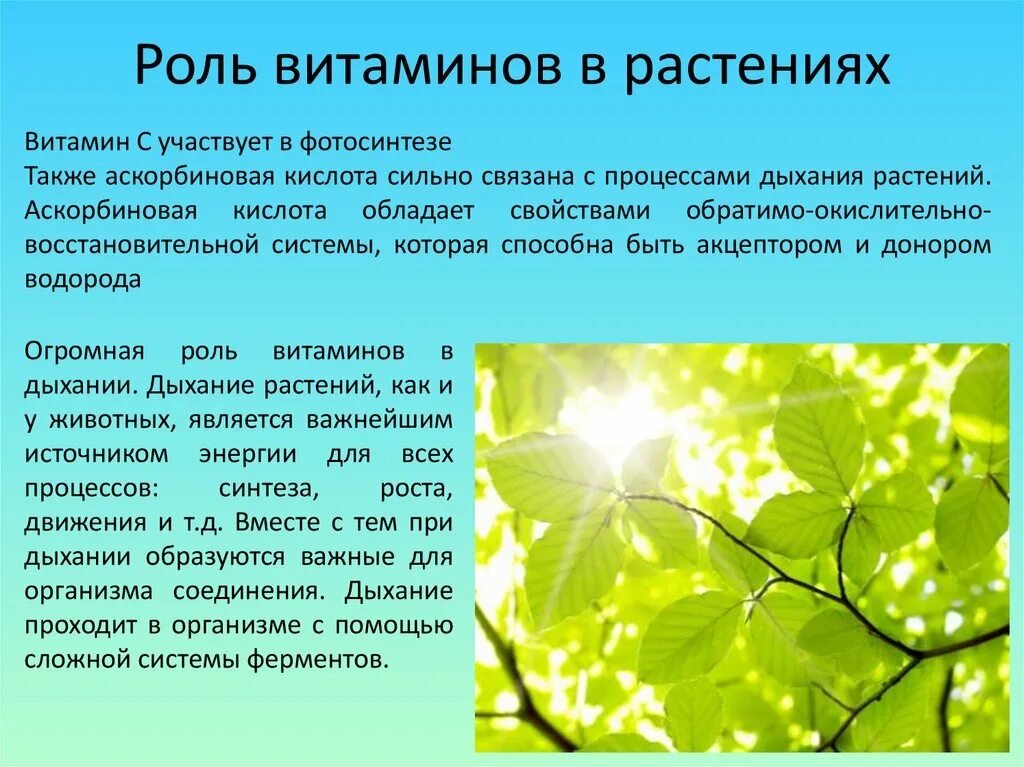 Роль дождя в жизни растений и животных. Аскорбиновая кислота в растениях. Витамины для растений. Роль витаминов в жизни растений. Витамины в растениях презентация.