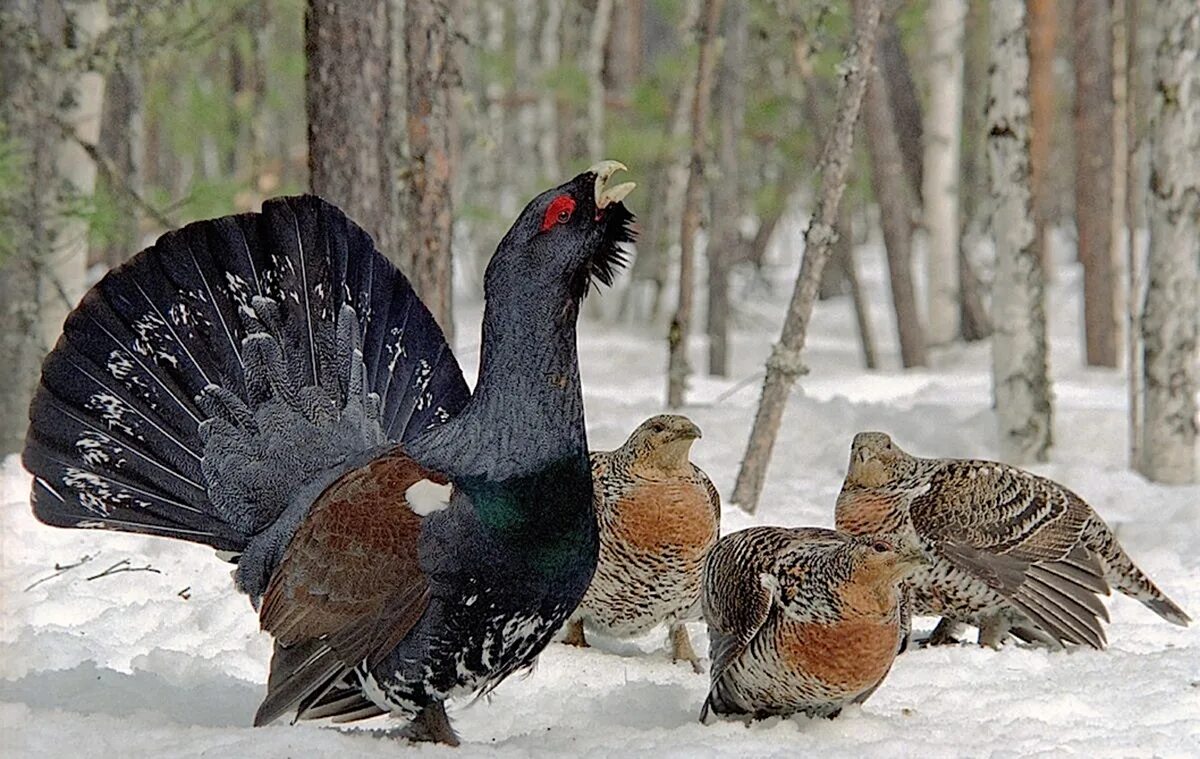 Глухарь (Tetrao urogallus). Глухарь тетерев рябчик. Токовище тетеревов. Тетерев Глухарь рябчик охота. Токование глухарей