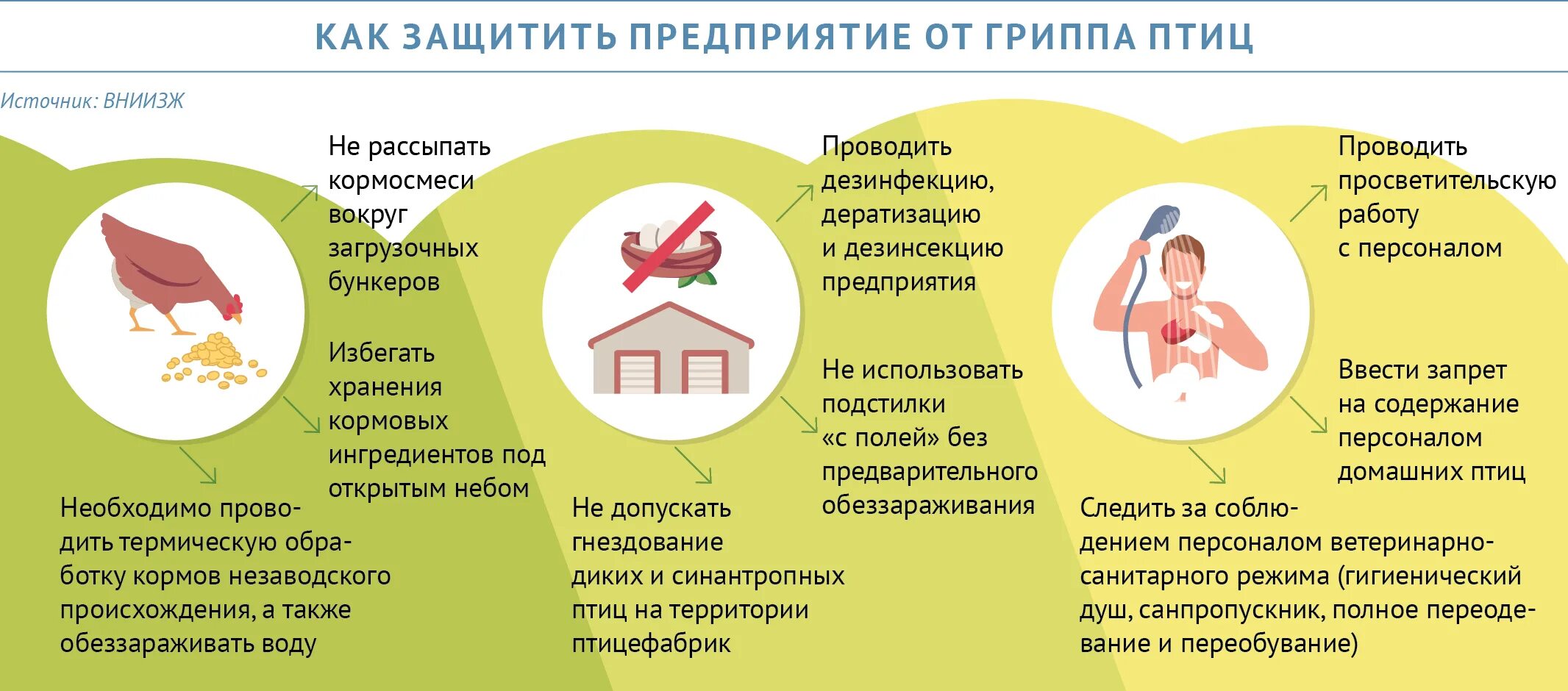 Грипп птиц болезнь. Профилактика птичьего гриппа. Профилактика гриппа птиц. Памятка по птичьему гриппу. Птичий грипп памятка.