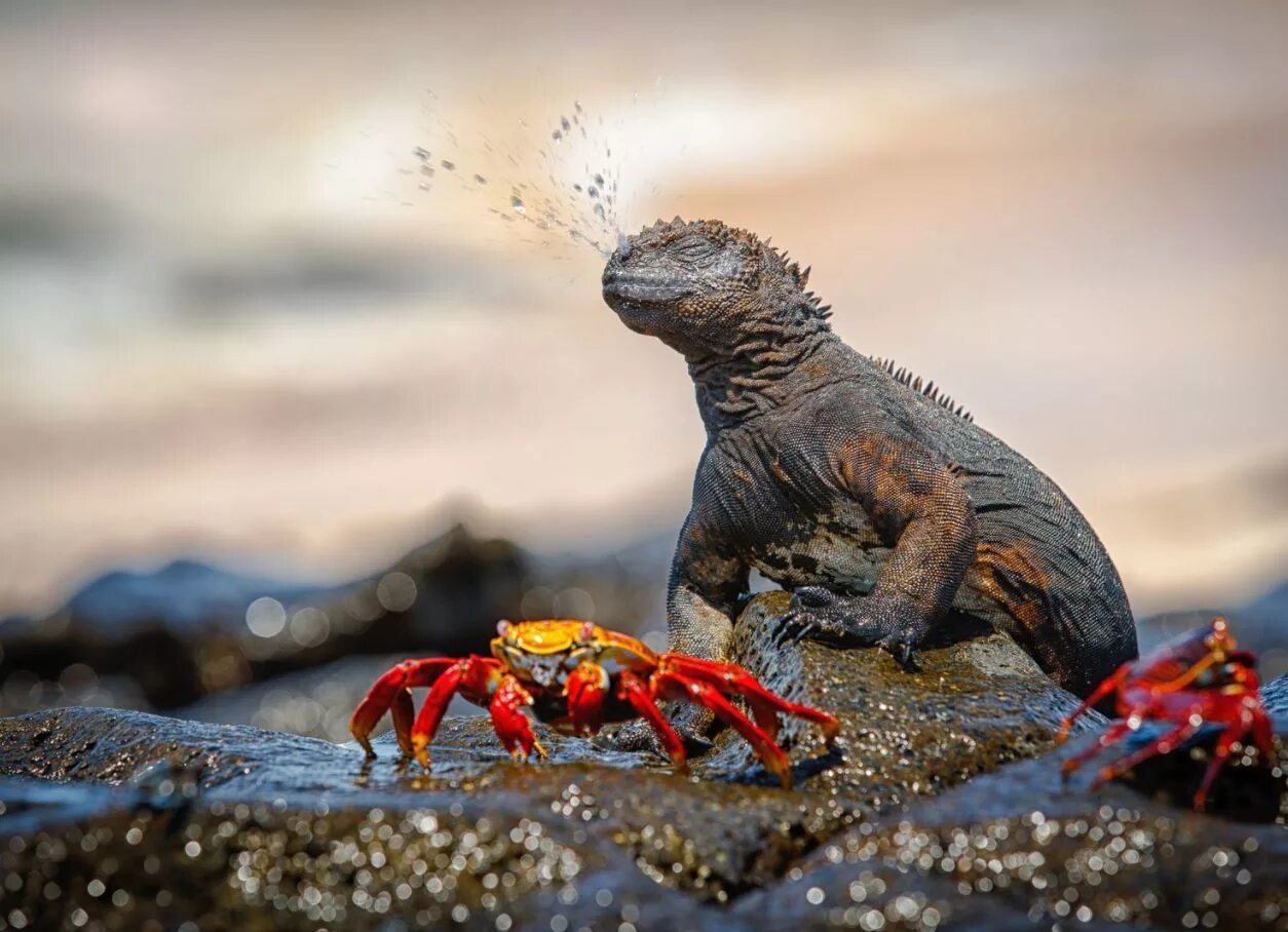 Победители фотоконкурса National Geographic. Фотограф National Geographic. Снимки National Geographic. Лучшие снимки дикой природы. Natural geographic