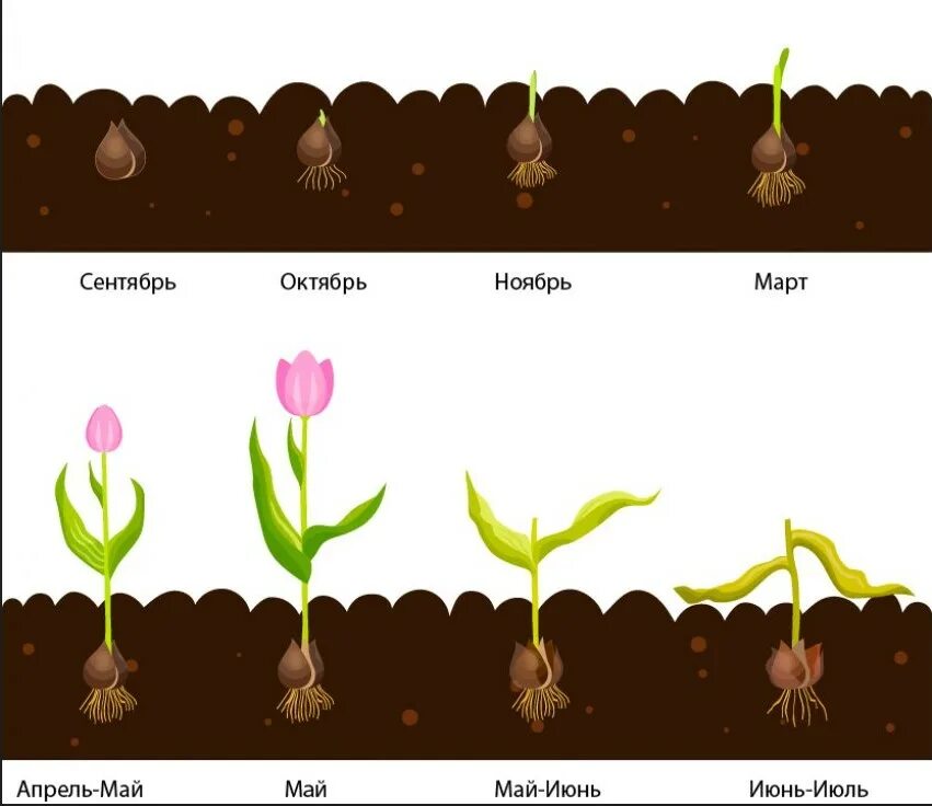 Тюльпан размножается луковицей. Жизненный цикл луковицы тюльпана. Как размножаются тюльпаны луковицы. Размножение тюльпанов луковицами схема. Тюльпаны с луковицами можно ставить в воду