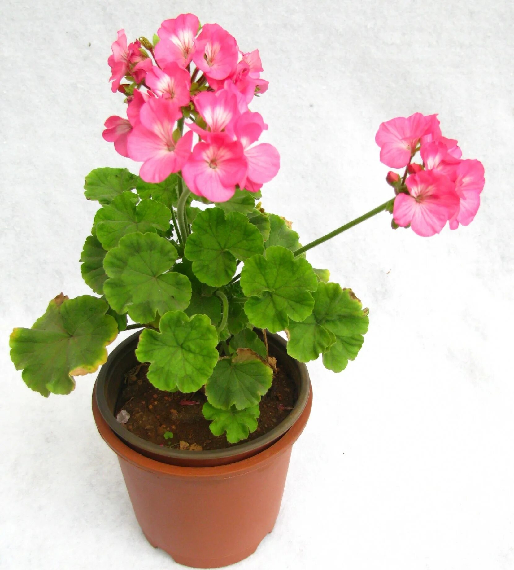 Герань Container gardening vegetables, Geraniums, Flower photos