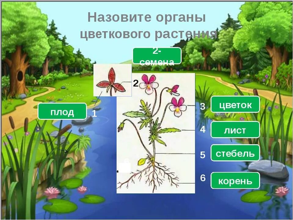 Биология 5 класс значение растений в природе. Роль растений в природе схема. Роль растений в жизни человека. Значение растений в природе. Роль цветковых растений в природе.