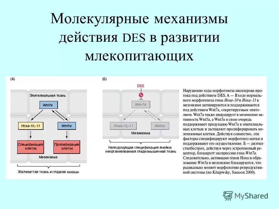 Молекулярный механизм реакции. Механизмы защиты от токсического действия кислорода. Механизм реакции стадии. Молекулярный механизм реакции. Молекулярный механизм реакции.
