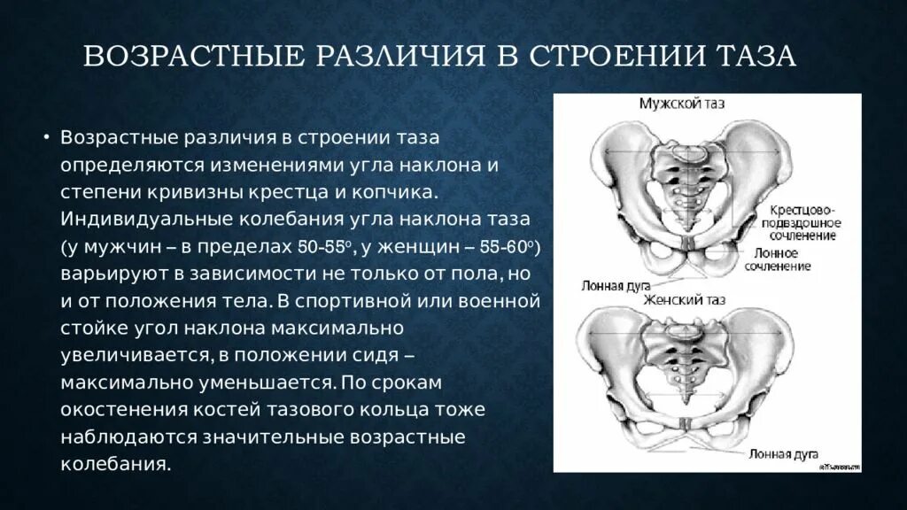 Половые различия мужчин. Возрастные отличия строения таза. Возрастные изменения костного таза. Возрастные особенности строения таза анатомия. Половые и возрастные отличия таза.