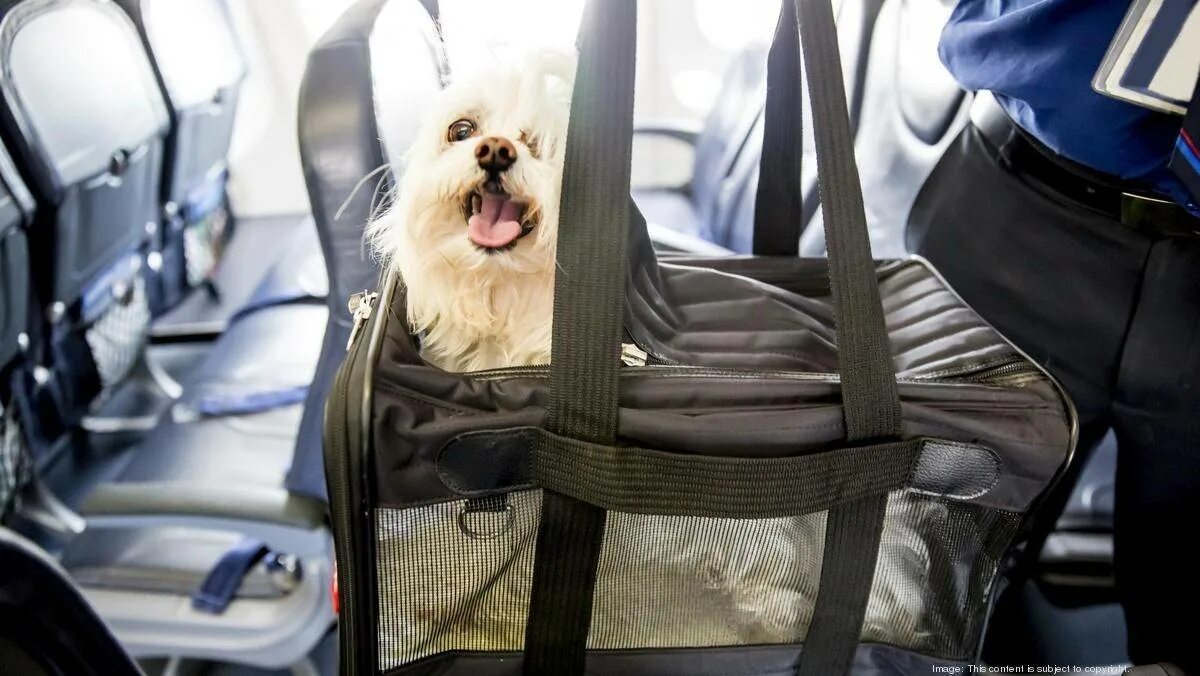 Собака в самолете. Собака в салоне самолета. Собачка в самолете. Переноска для животных в аэропорту. Выезд собаки за границу