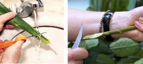 Как ухаживать за срезанной