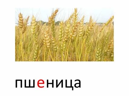 Пшеница найти слово