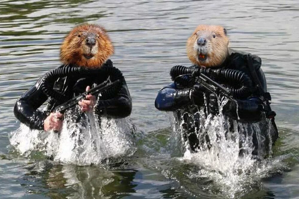 человек бобр