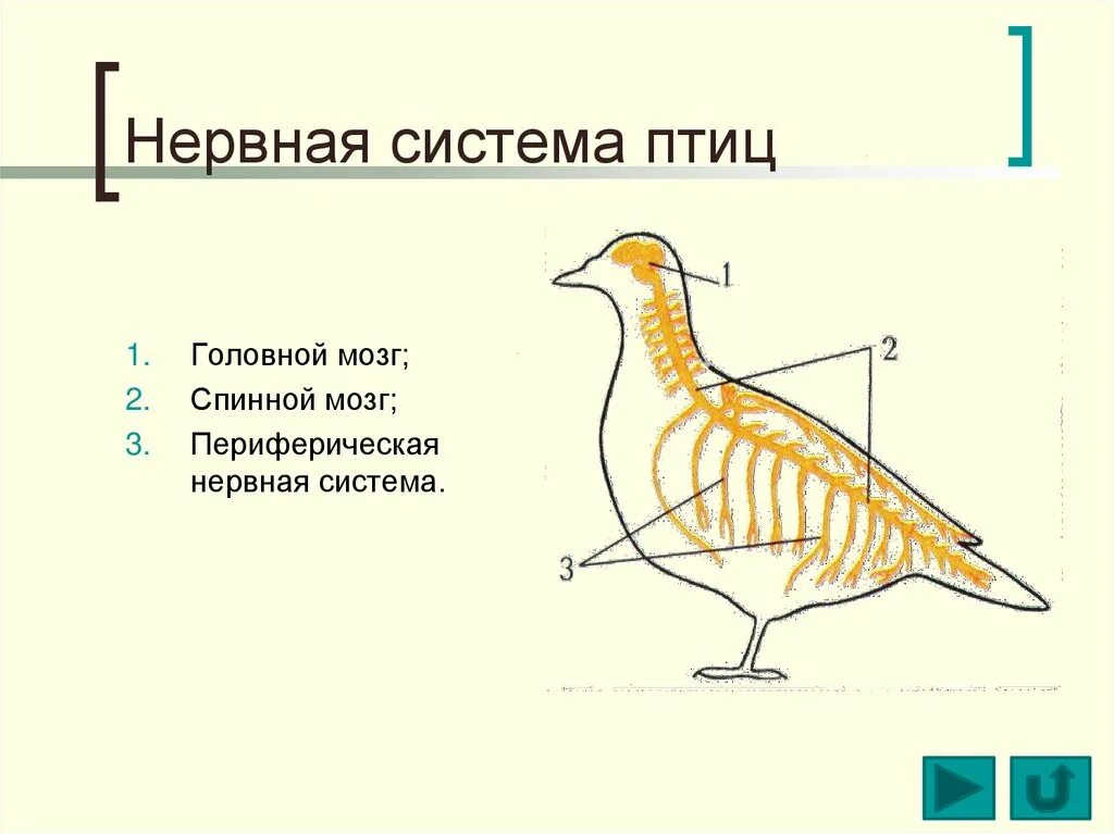 Класс птицы нервная. Нервная система птиц 7 класс. Схема нервной системы птицы биология 7 класс. Нервная система птиц схема. Особенности строения нервной системы птиц.