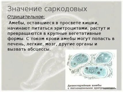 Какое из простейших является паразитом амеба дизентерийная