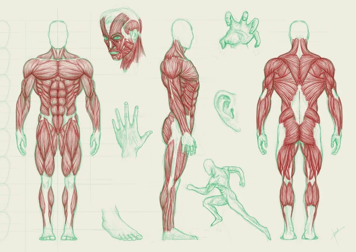 Мышечная анатомия человека референс. Строение мышц человека референс. Анатомия человека для рисования. Анатомия мышц человека для рисования. Detailed reference