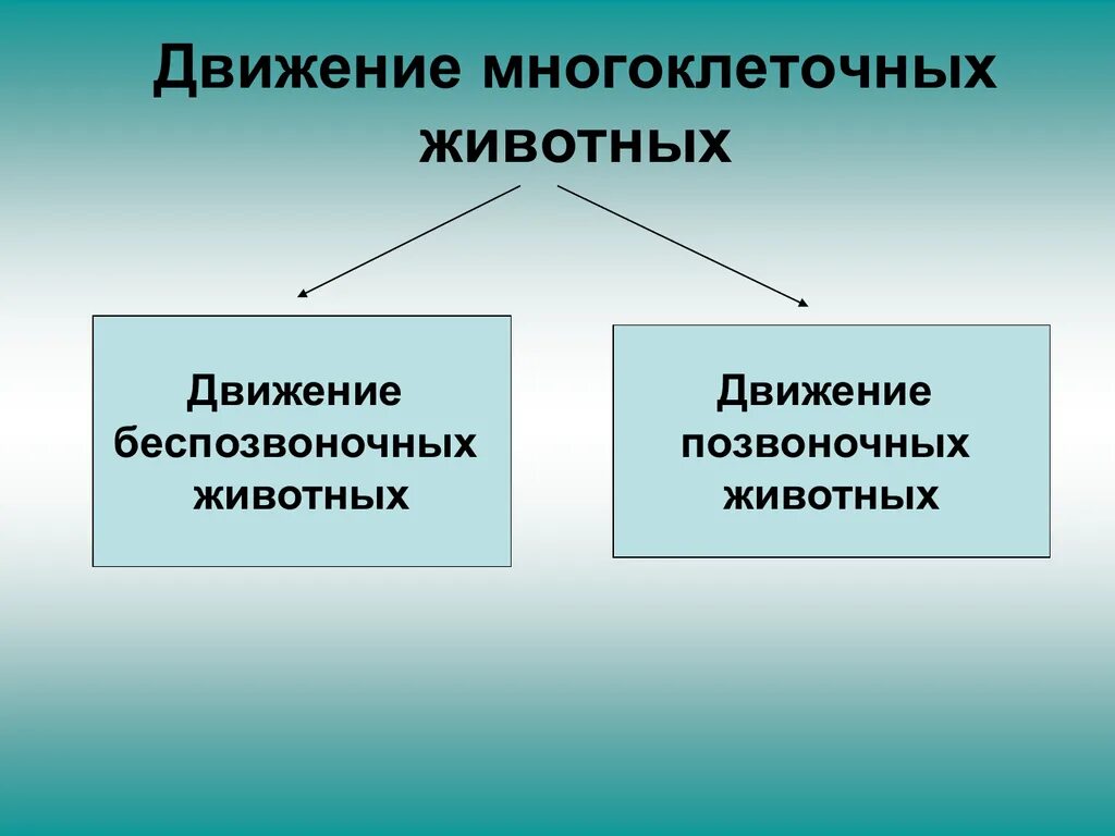 Движение многоклеточных животных. Способы передвижения многоклеточных животных. Движение беспозвоночных и позвоночных животных. Передвижение многоклеточных