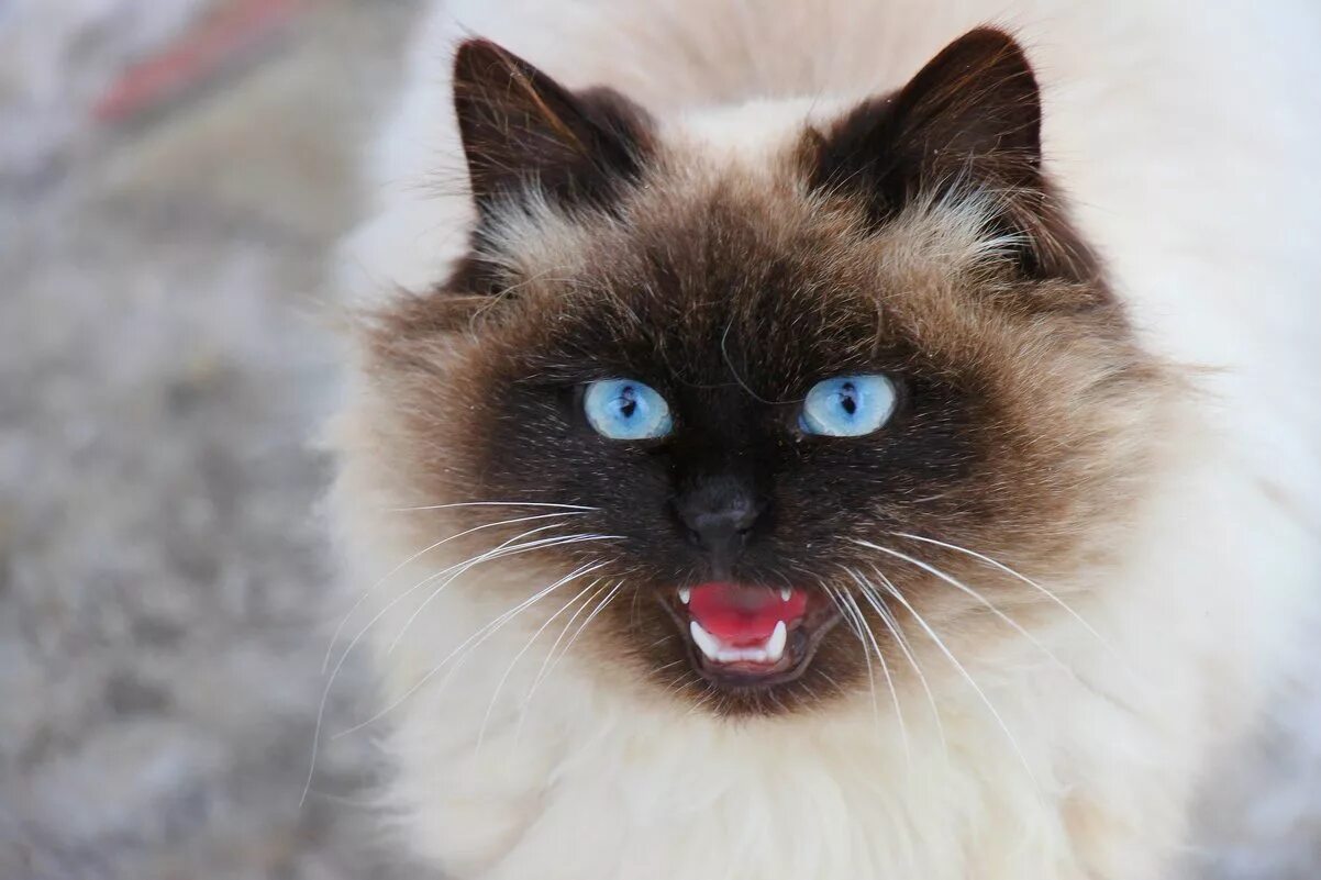 костюм котика для мальчика. коржик костюм аниматора. сибирская невская маскарадная кошка. невская маскарадная кошка. сибирская невская маскарадная кошка.