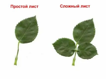 Картинка простого листа