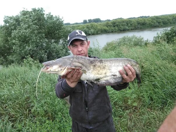 Клев в липецкой. Рыбалка на Дону. Сом на Дону Липецкая область. Рыбы Липецкой области. Рыбалка Елец.