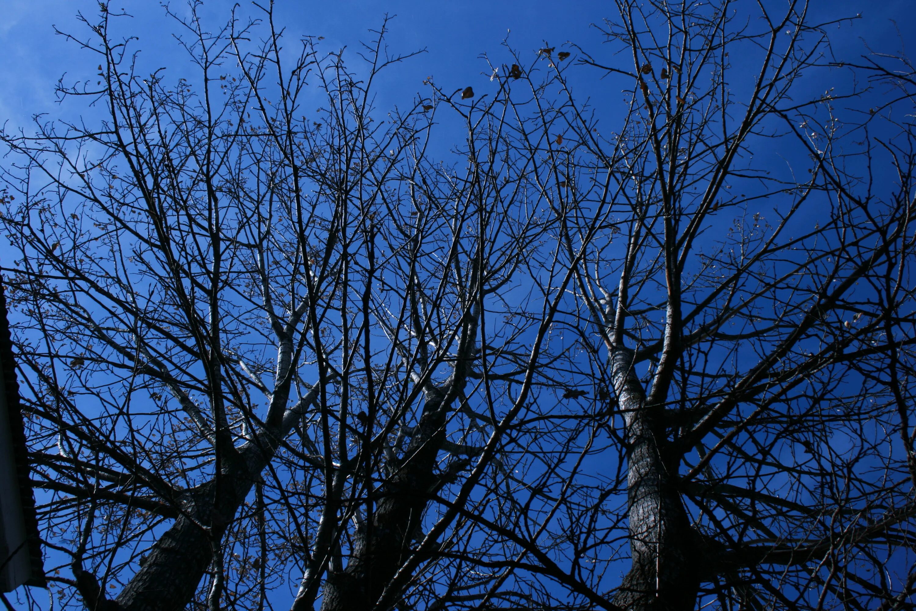 1 июля дерево. Деревья по 1 для города. Дерево 01. Дерево 1 декабря. Leafless Tree.