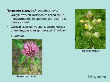 Систематические группы растения клевер