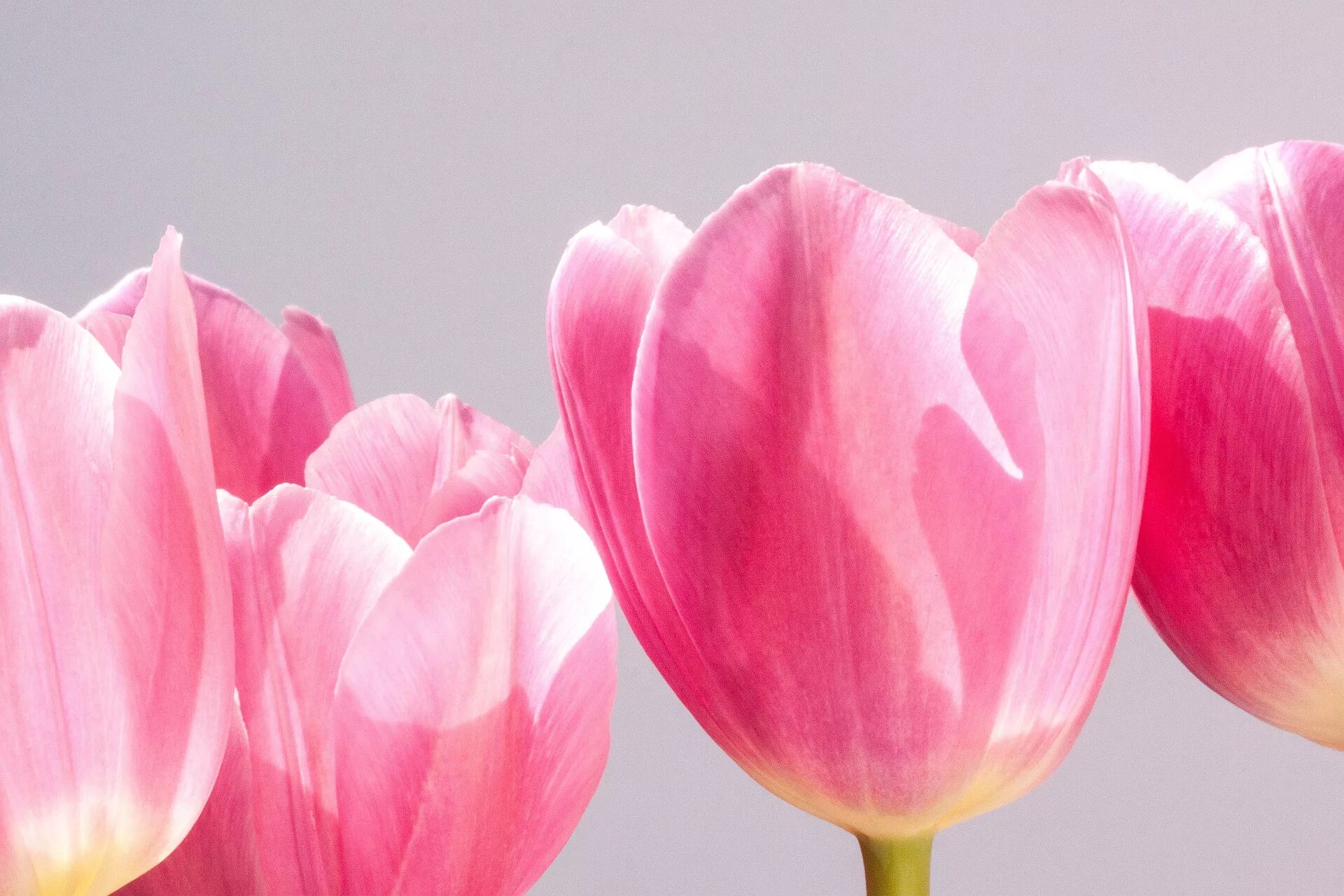Сайт tulip