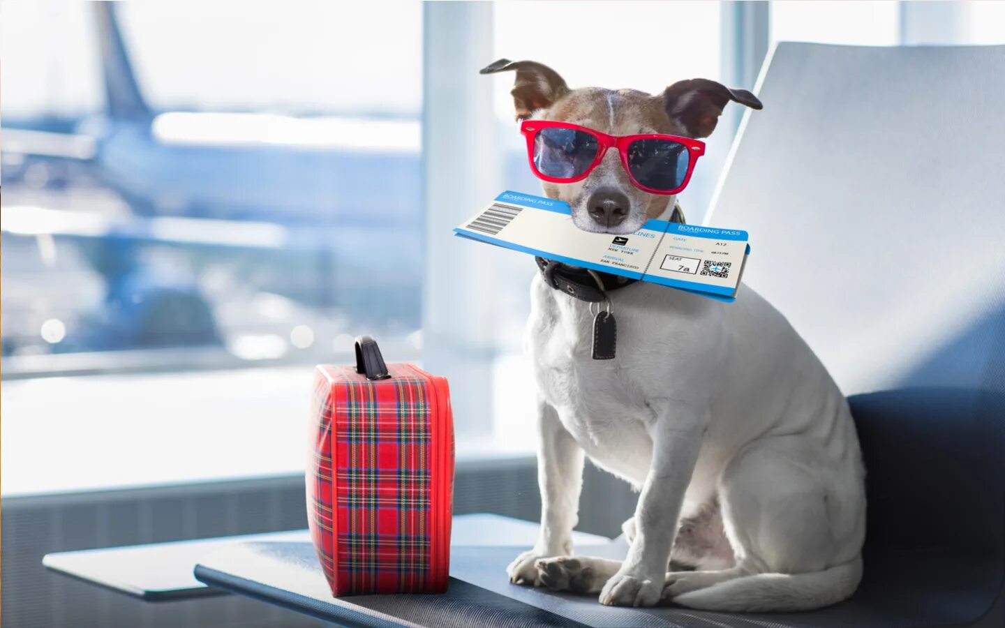 Kineto pet. Собака с чемоданом. Собака путешествует. Собака в самолете. Путешествие с животными.