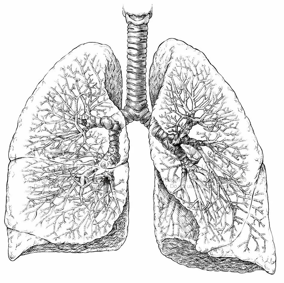 Легкое анатомия. Анатомические легкие. Легкие рисунки. Легкие бесплатные картинки