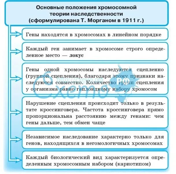 Положениями хромосомной теории наследственности является. Положения хромосомной теории наследственности Моргана. Основные положения хромосомной теории т Моргана. Основные положения хромосомной теории. Основные положения зромосом.