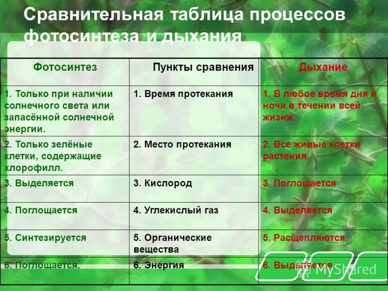 Сравнение процессов фотосинтеза и дыхания где происходит