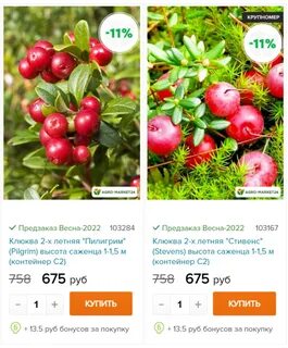 Сроки сбора брусники