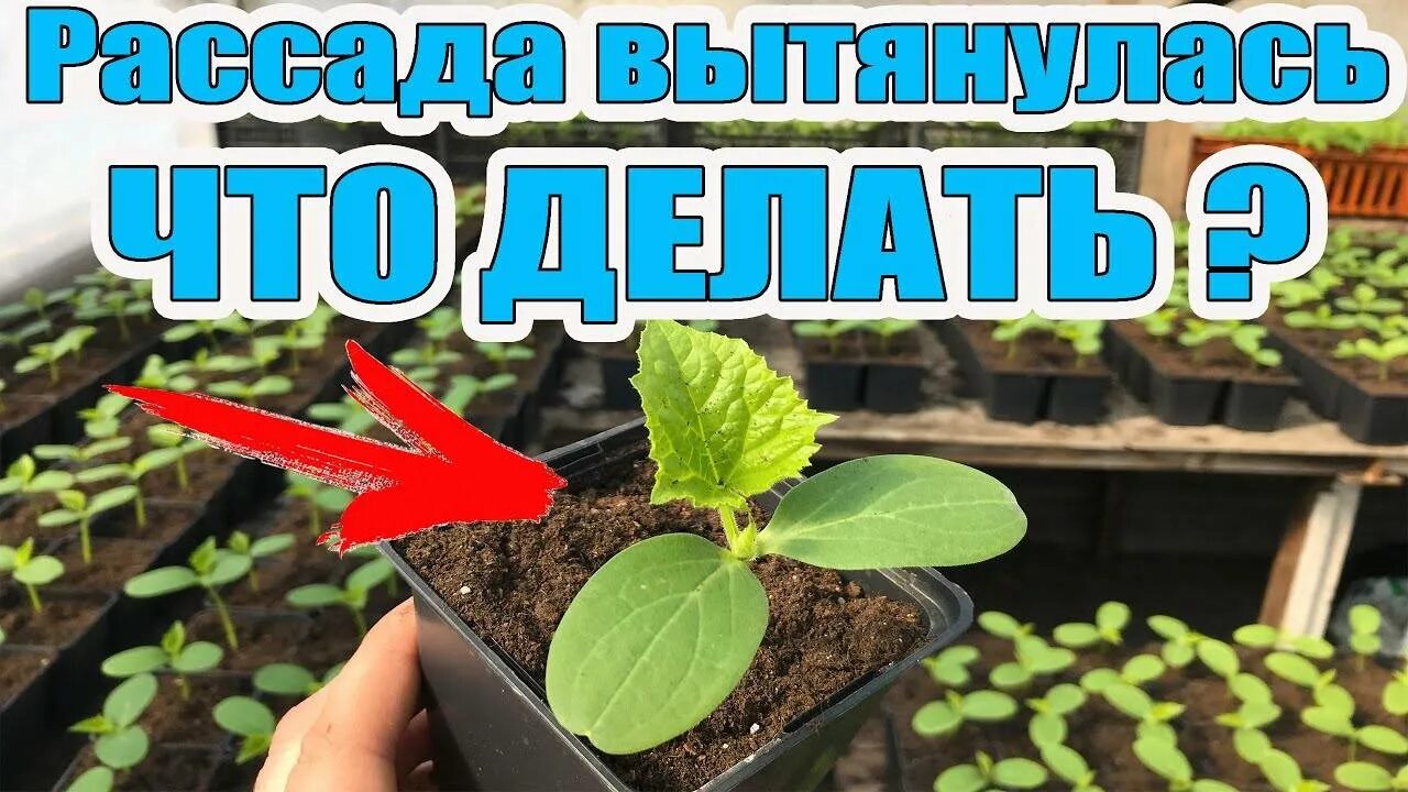 Огурцы рассада вытянулась как посадить в грунт. Рассада огурцов. рассада огурцов вытянулась. рассада огурцов вытя. вытянутая рассада огурцов.