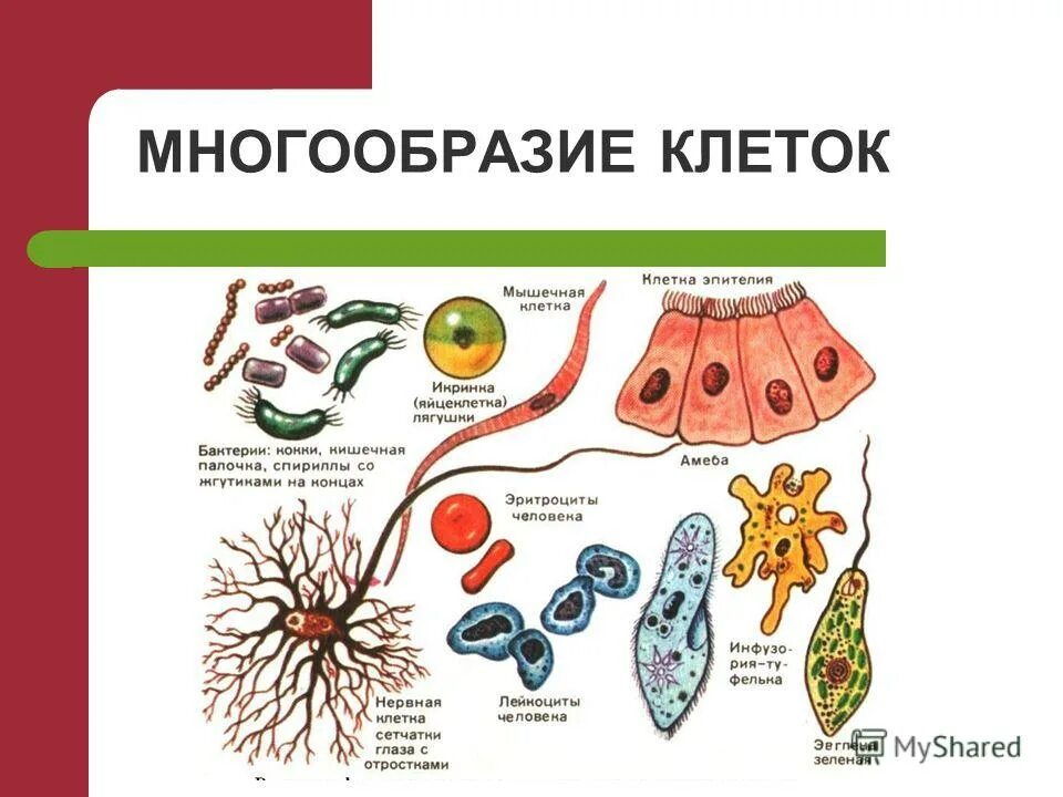 Разнообразие клеток эукариот. Многообразие клеток организмы клетки. Разнообразие форм клеток. Многообразие.