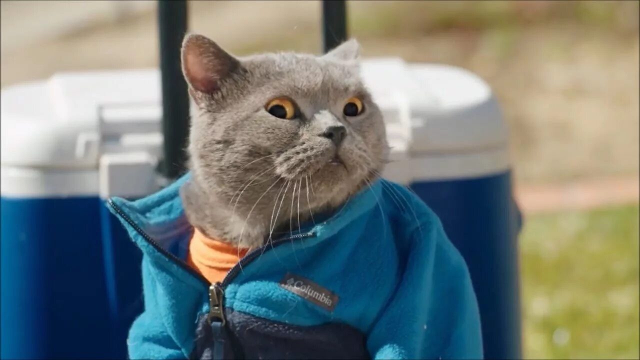 Mike cat. Ааронс энималс. prince michael cat. ааронс энималс кот.