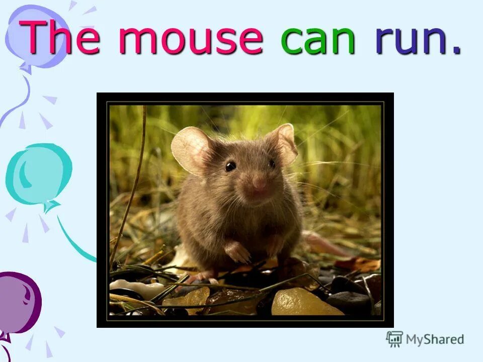 That is a mouse. That is a mouse