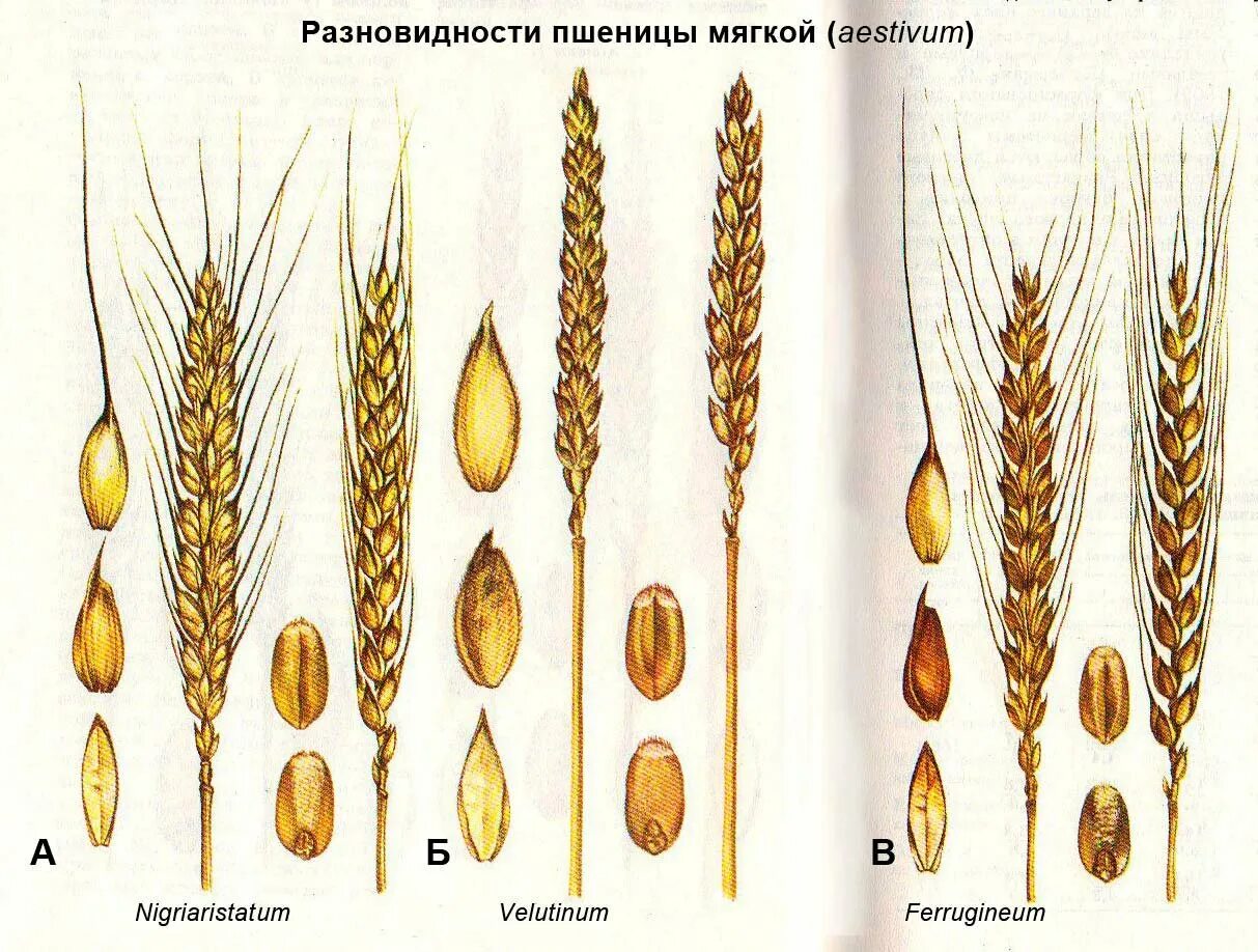 Строение ячменя. Строение пшеницы ржи ячменя. Цезиум пшеница. Зерновка это плод Колос. Разновидность пшеницы эритроспермум.