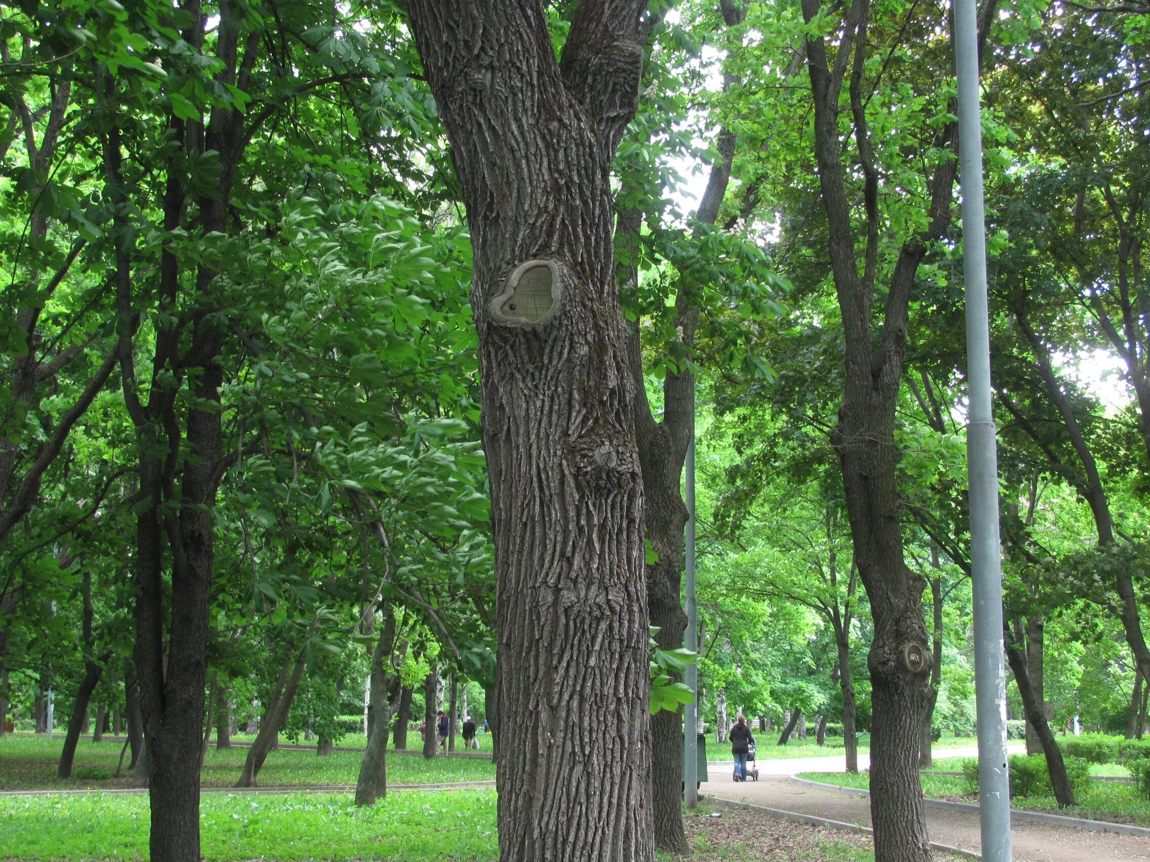 Сколько деревьев в москве. Деревья Москвы. Деревья в московских парках. Парк с деревьями в Москве. Необычные деревья в Москве.