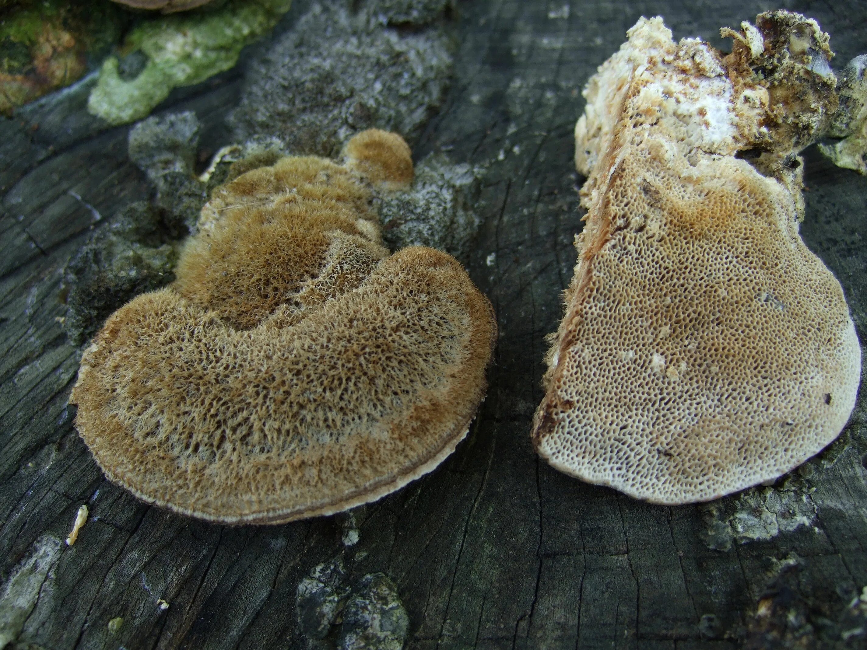 Трутовик бактерия. Трутовик Литшауэра. Трутовик лускатий. Трутовик Лисий. Trametes trogii трутовики.