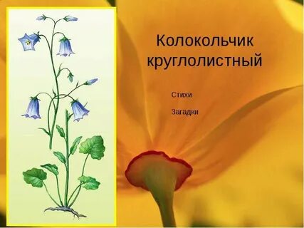 Колокольчик прилагательные