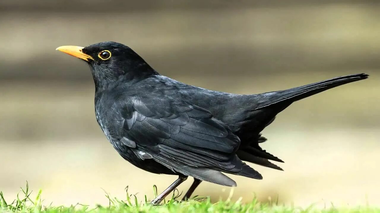 Common blackbird - Merel - Turdus merula (14) Images :: Behance