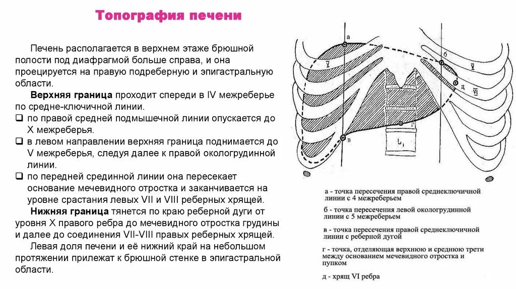 Печень у края реберной. Скелетотопия печени нижняя граница. Скелетотопия и синтопия печени. Топография печени скелетотопия. Верхняя граница печени анатомия.