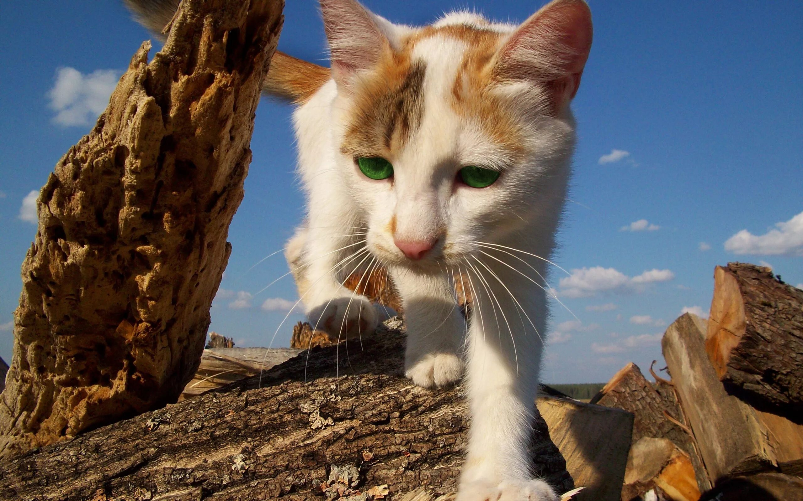 Картинки кошек. Кошка. Котики. Котики фото. Красивые кошки.