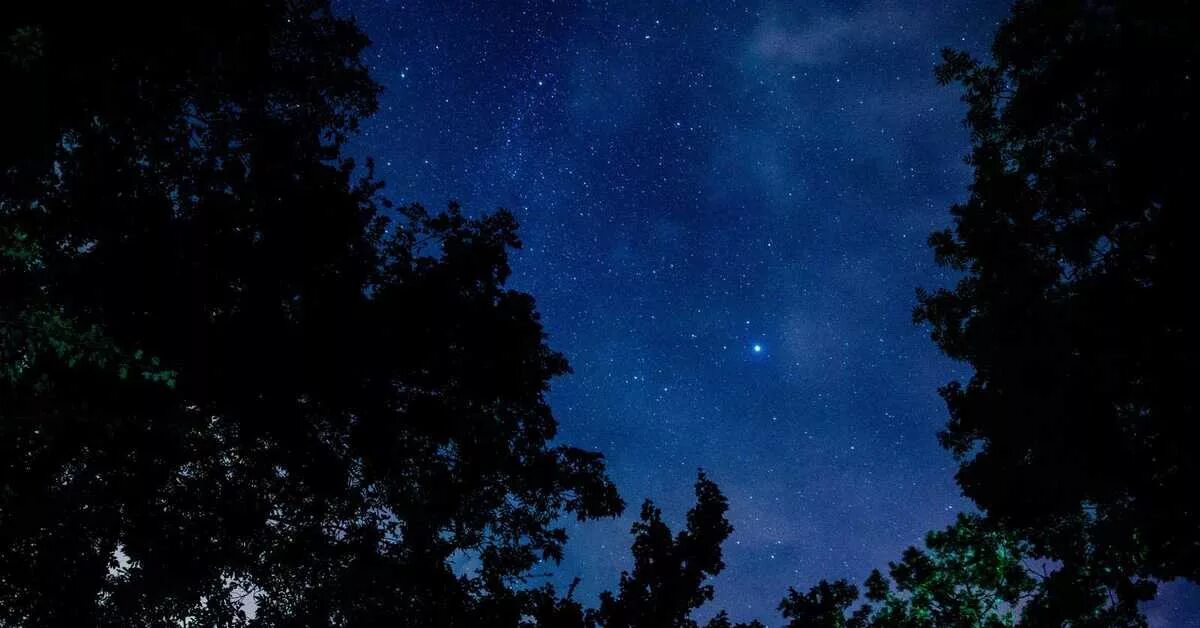 Звездное небо в лесу. Тихая ночь. Звёзды над лесом летом. Тихая ночь фото. Quite night
