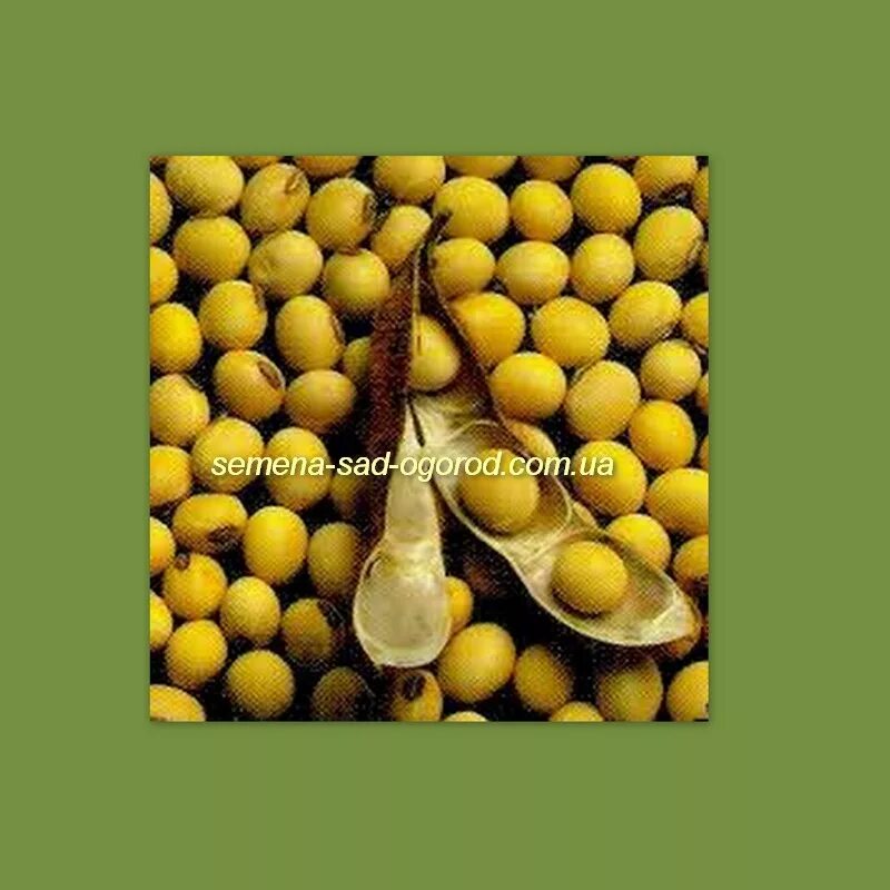 соя аннушка. сорт сои георгия. семена сои аннушка. соя аннушка. описание семян сои.