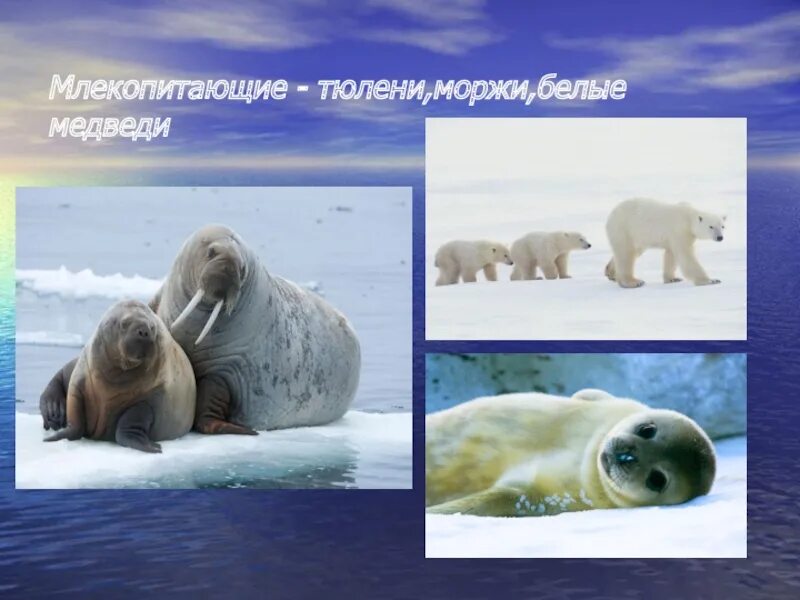 Морские котики в Северном Ледовитом океане. Моржи и белые медведи Северного Ледовитого океана. Обитатели Северного Ледовитого океана животные. Severniy ledovitiy Okean zhivotnie.