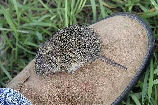 полевка обыкновенная зимой. желтобрюхий лемминг. подземная полёвка. лесной лемминг (myopus schisticolor). полосатая полевка.