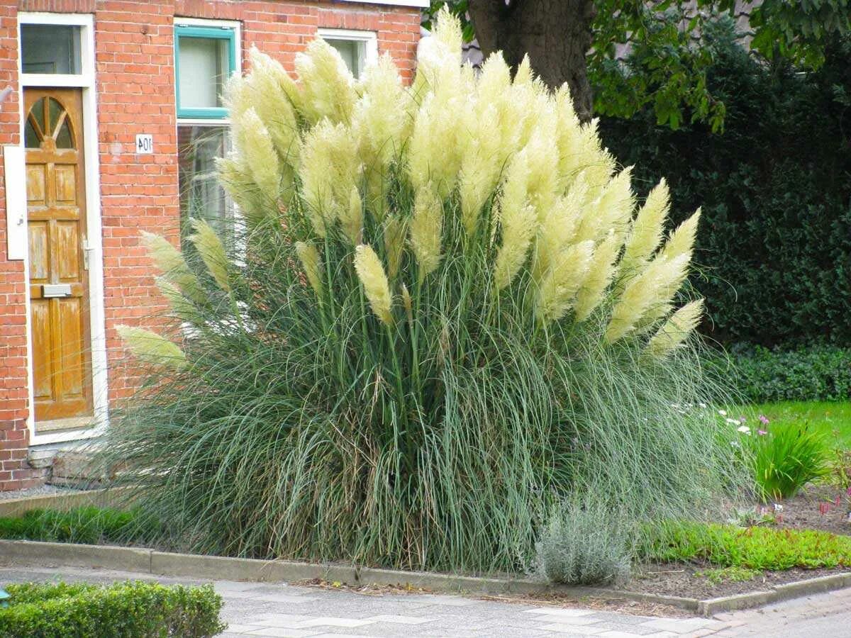 Кортадерия пампасная трава. Кортадерия cелло white plume. Кортадерия. Кортадерия rosea. Кортадерия селло пинк.
