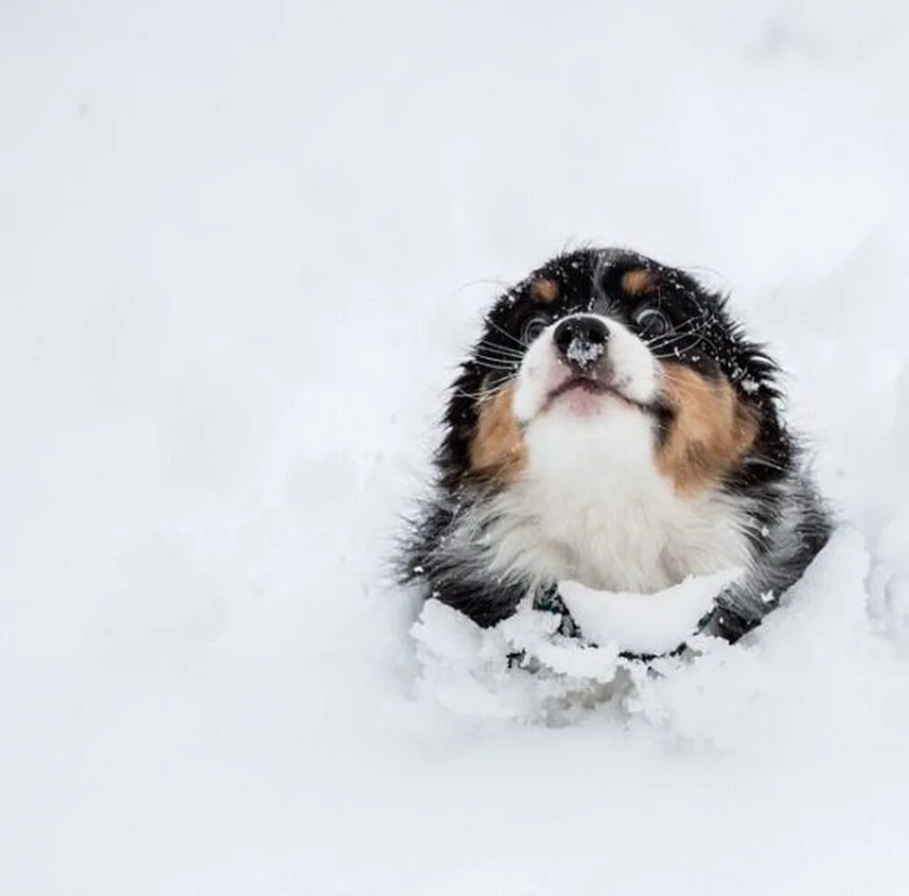 Смешная собака в снегу. Щенок и снег. Собака зимой. Веселый пес в снегу.
