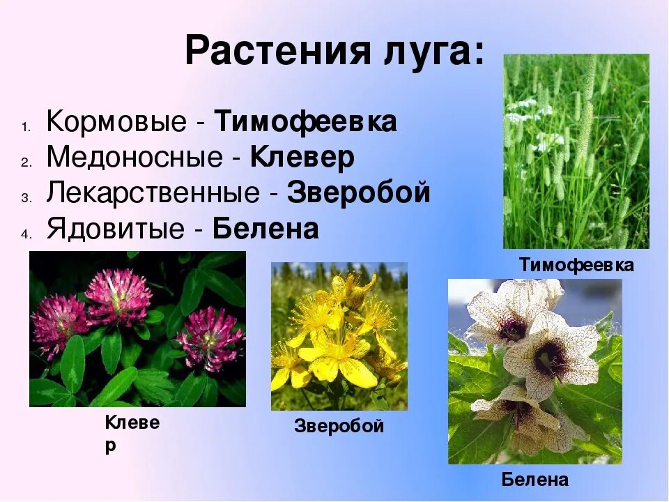 Каких цветов бывают растения. Влаголюбивые растения Луга. Типичные растения Луговой растительности. Растения Луга названия. Растительный мир Луга.