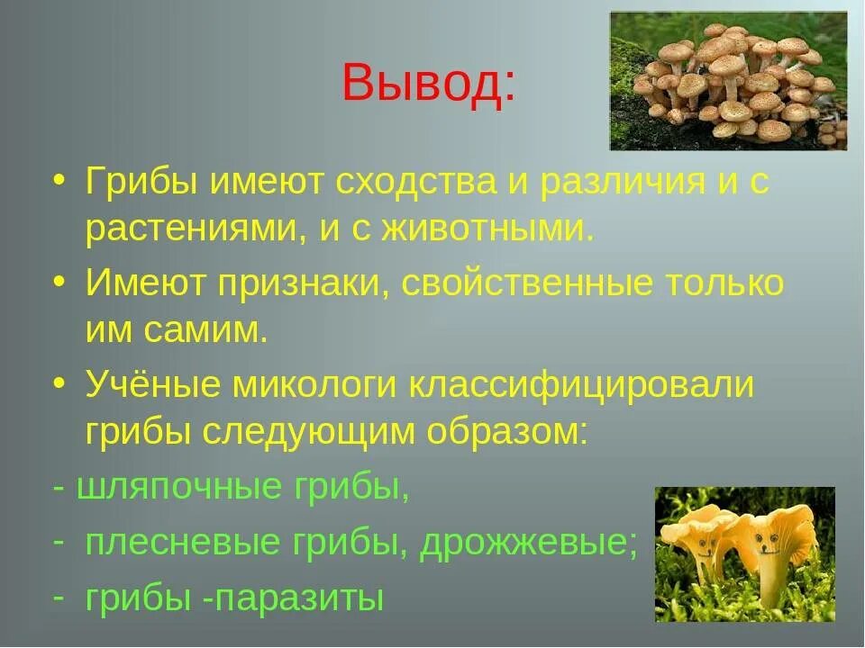 Грибы в отличие от животных ответ. Вывод про грибы. заключение о грибах.