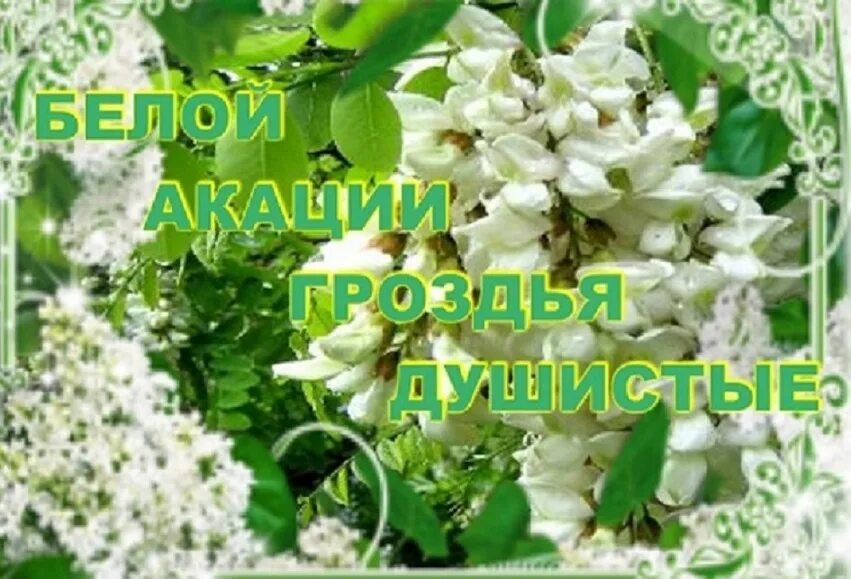 Белая акация. Гроздья пушистые. Цветущая акация. Спирея пушистая. Робиния псевдоакация.