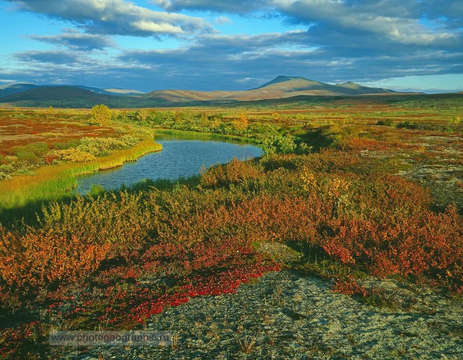 Какая природная зона за полярным кругом. Цветущая тундра Ненецкий автономный округ. Тундра летом Ненецкий автономный округ. Тундра Ямала.