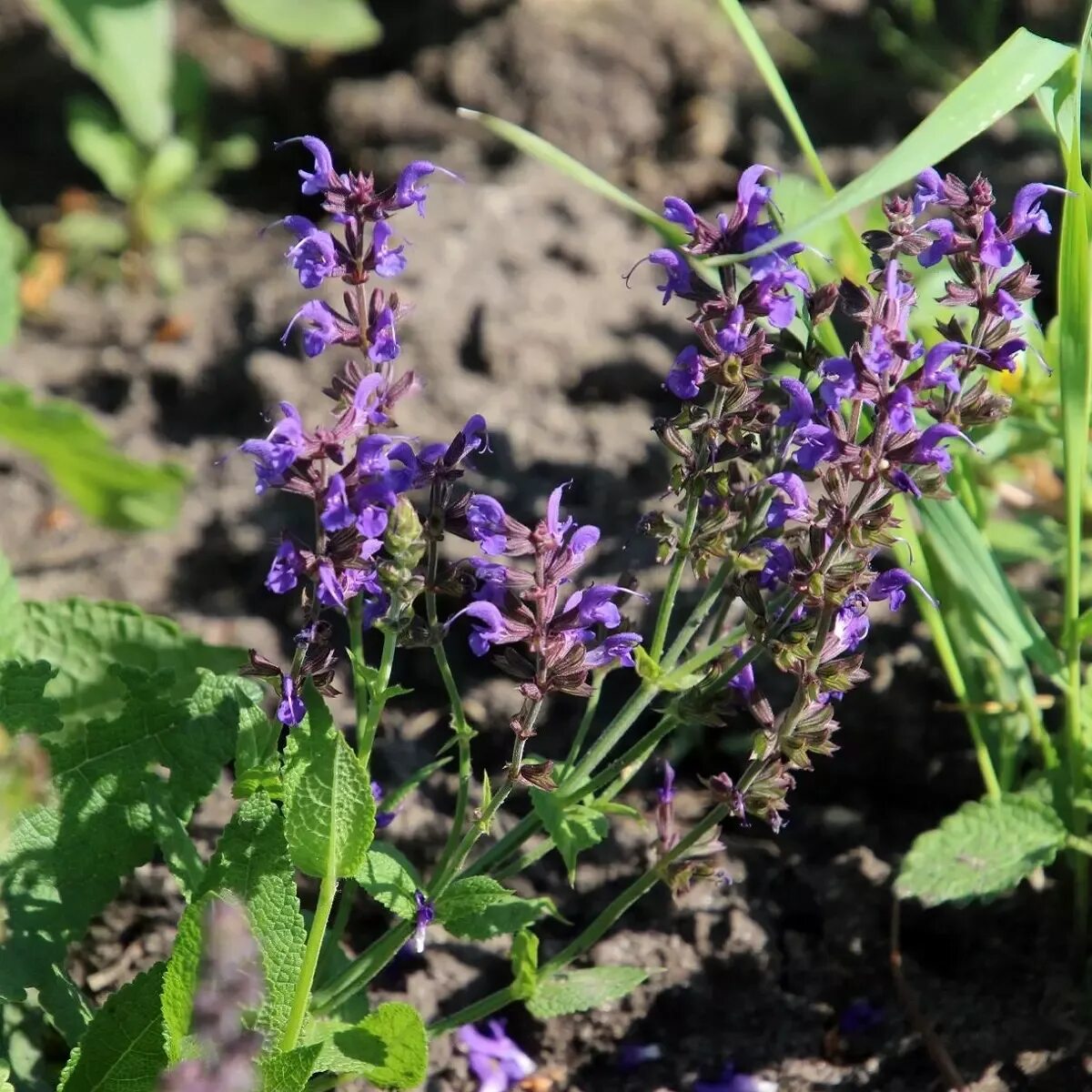 Шалфей овощной бриз. Шалфей лекарственный кубанец медонос. Шалфей лекарственный кубанец. Шалфей дубравный сенсейшен роуз. Шалфей кубанец.